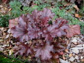Гейхера Berry Marmalade, лист пурпурно-фиолетовый, С 1, 35 см