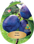 Слива Ночка/С