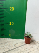 Эхеверия 5/10 см