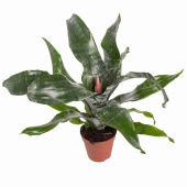 Эхмея микс 60-75/15-17