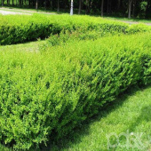 Барбарис Тунберга в асс. V1,5 -3л.