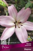 Лилия азиатская Марлен 12-14/К 3шт