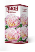 Пион молочноцветковый Мадам Кало 2-3/К