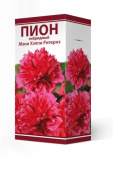 Пион гибридный Мэни Хэппи Ритернз/К