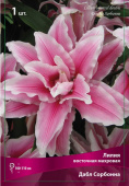 Лилия Восточная махровая Дабл Сорбонна, нежно-розовый с тёмно-розовой полосой вдоль лепес,1 шт