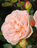 Роза шраб Матиас Клаудиус Роуз, C 7, 30-40 см