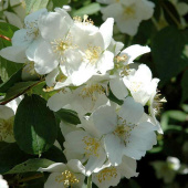 Чубушник Дам Бланш, Philadelphus Dame Blanche, 3 л, 15-20 см