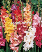 Гладиолус Ruffle Flowering, 71521, 1 шт
