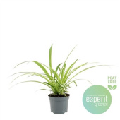 Хлорофитум смесь, D9