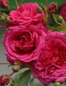 Роза плетистая Лагуна, C 7, 30-40 см
