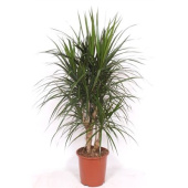 Драцена бранч маргината 5рр  27/130