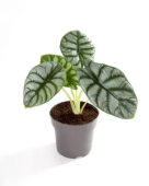 Алоказия D14 H25 см