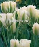 Тюльпан White Spring Green, 5 шт