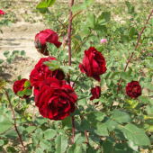 Роза канадская  парковая Аделаида Худлес V 4л (d-18,5, h-21.5) М*