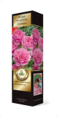 Роза флорибунда Помпадур/ЦКорЛюкс