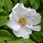 Роза морщинистая (Rosa rugosa Alba) C2/3 л