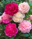 Пион травянистый 2* V3-4л в асс.