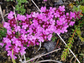 Тимьян ранний Thymus praecox