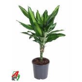 Драцена фрагранс D11-12