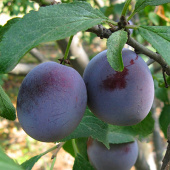 Слива Ренклод советский/С