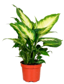 Диффенбахия микс D17см H45см