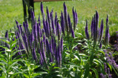 Вероника колосковая, Veronica spicata Royal Candles, фиолетово-синяя, h-30 см, 1 л