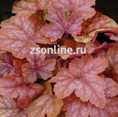 Гейхера Редстоун Фоллс (листья красновато-зеленые,меняют цвет,почвопокровная) 1шт