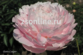 Пион травянистый Диннер Плейт (махровый,крупный,розовый,средне-ранний, 1шт, 2-3)