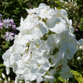 Флокс метельчатый, Phlox paniculata Younique White, белоснежный, h-40 см, 2 л