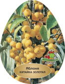 Яблоня Ранетка Золотая китайка летняя (2-летняя) полукарл.подвой ЗКС
