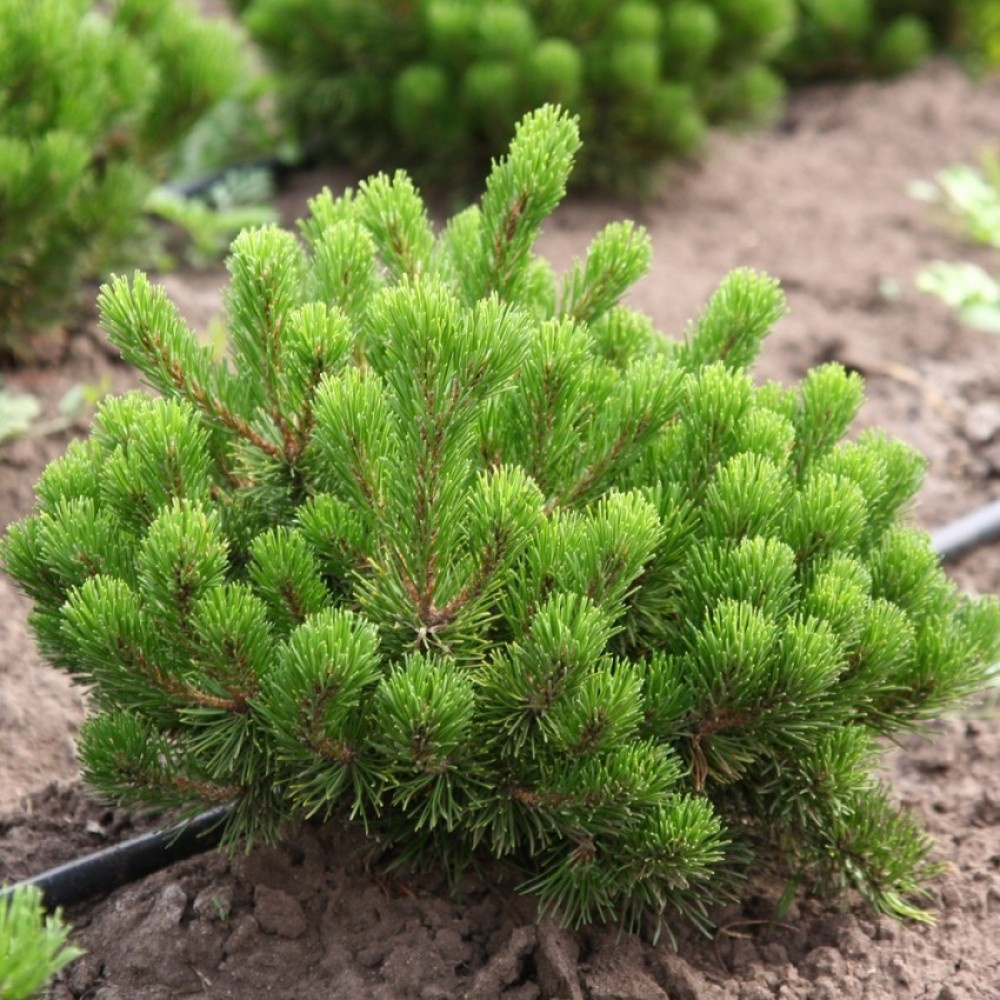 Сосна горная (Pinus mugo Pumilio C2 30)