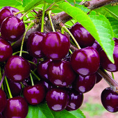 Черешня Овстуженка 2-х лет/клоновый подвой/С