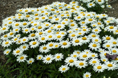 Нивяник великолепный, Leucanthemum superbum Madonna, махровый, белый, h-25 см, 1 л