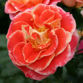 Роза флорибунда Эйрбраш, Rosa (F) Airbrush, 7 л, 30-40 см