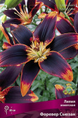 Лилия азиатская Форевер Сьюзан 12-14/К 3шт