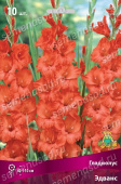 Гладиолус Эдванс 10-12/К 10шт