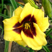 Лилейник гибридный Джейсон Солтер (жёлтый с пурпурным глазком и зелёным горлом,1шт,I)