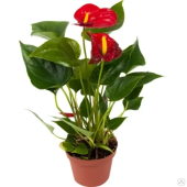 Антуриум микс D15см H50см