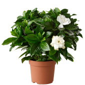 Гардения D9см H15см