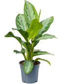 Аглаонема D12см H35 см