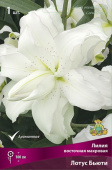 Лилия Восточная Лотус Бьюти