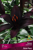 Лилия азиатская Блэк Лист 12-14/К 3шт
