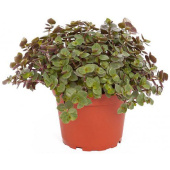 Каллизия ползучая, D9 H15см