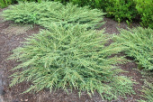 Можжевельник обыкновенный (Juniperus communis Green Carpet C2 20-30)