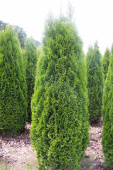 Туя западная (Thuja occidentalis Holmstrup 2л, 30-40 см)