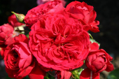 Роза флорибунда Роткепхен, C 7, 30-40 см