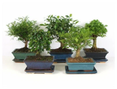 Бонсай D15 H25 см