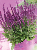 Шалфей дубравный  Sensation Compact Violet, фиолетовый, С 1, 35 см