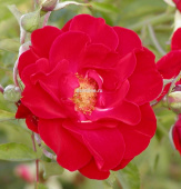 Роза флорибунда  Алейн 
