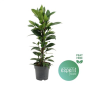 Фикус Циастипула 21/95-105